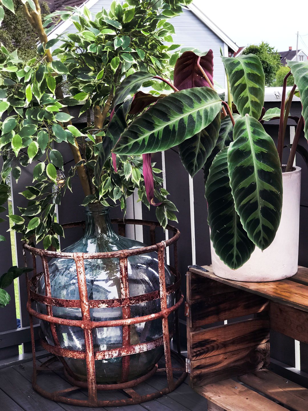 Verandaprosjektet, Hvordan pynte veranda, Planter, Blomster, Botanisk balkong, Urban interior, Industrial interior, Trine Midtun Klisjéhjemmet, Norske stylister